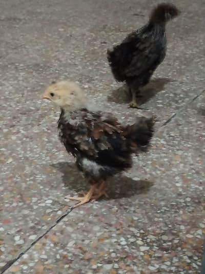 chick pair urgent sale