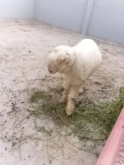 Gulabi mundra chatra for sale