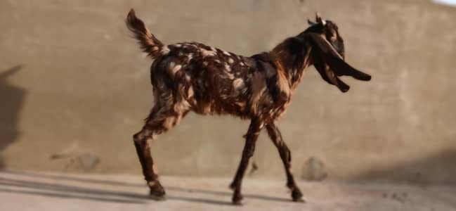 ajrak kamori 2 male 1 female