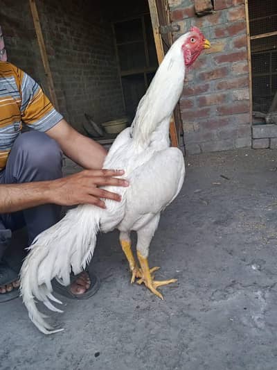 White German Shamoo Chicks