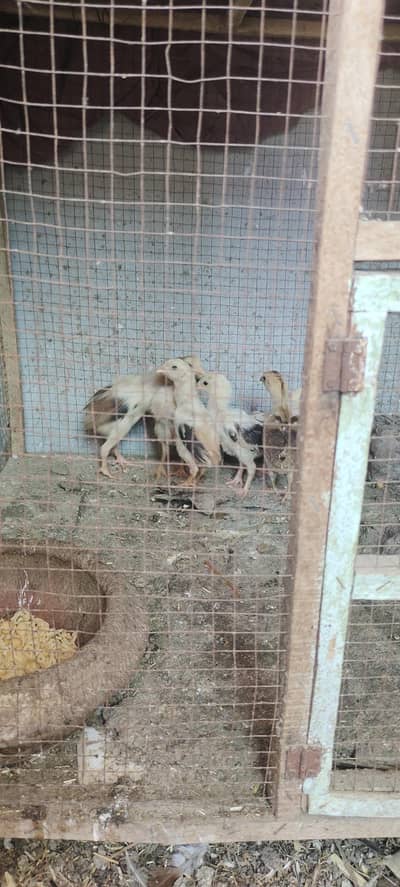 aseel female and 5 chicken urgent sale