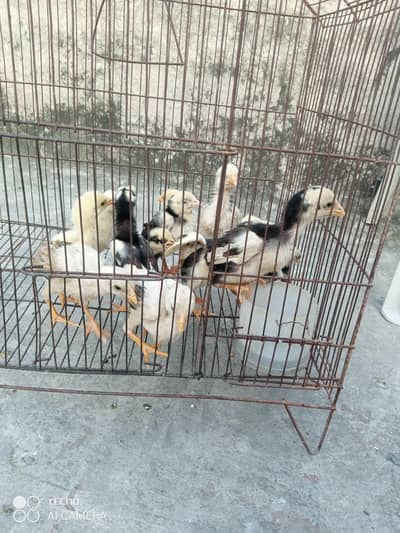 shamo chicks available