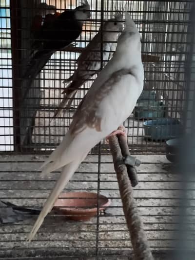 cocktail vpied for sale