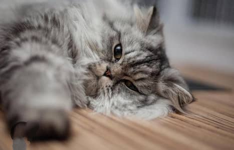 callico silvery long coated Persian cat