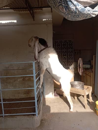 Breeder bakra 6 dant
