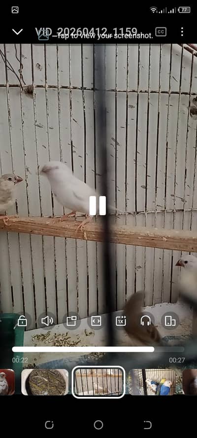 mutation finches pathy for sell