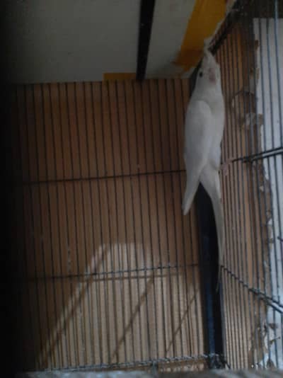 cocktail breeder male