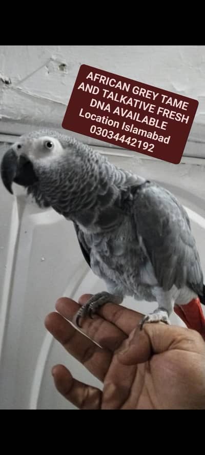 SUPER TAME AND TALKATIVE YELLOW EYES FEMALE WITH FRESH DNA