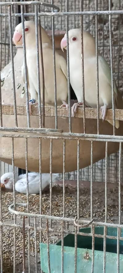 Top Quality Albino red eye Breeder pair with chick