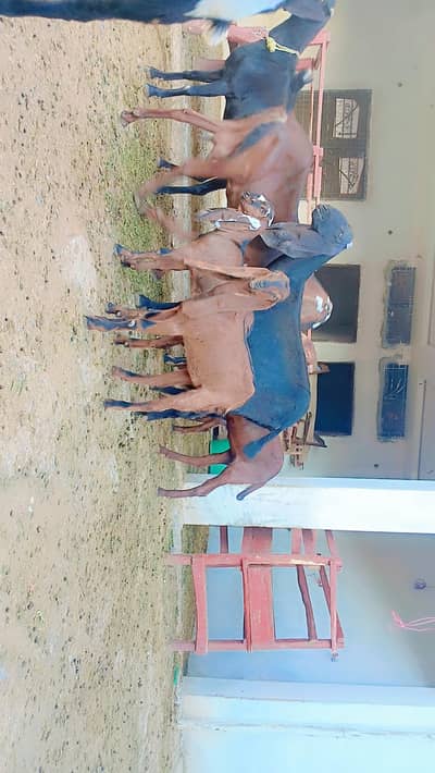 betal male and female for sale