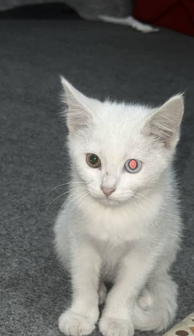 Fully train Persian cat