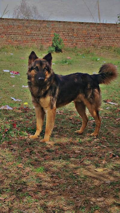 German shepherd