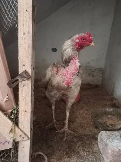 Aseel hera exchange possible with lasani male