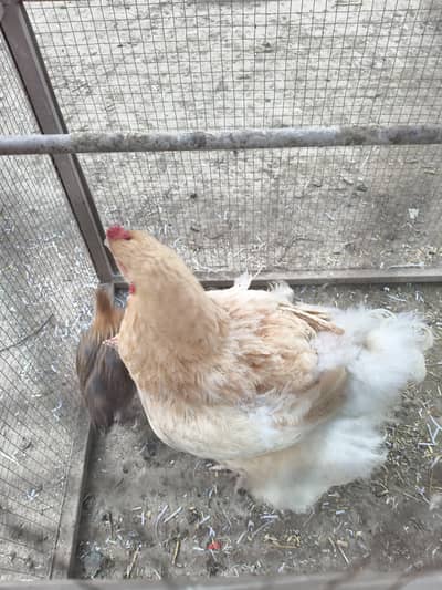 Golden Buff with it's two Chickens