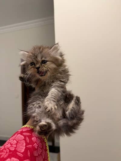 kitten for sell, Punch face triple coated female