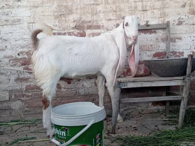 doodh wali bakrii or male pure gulabi bakra
