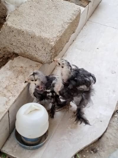 BLUE HEAVY COCHAINE BUFF (RARE MUTATION)