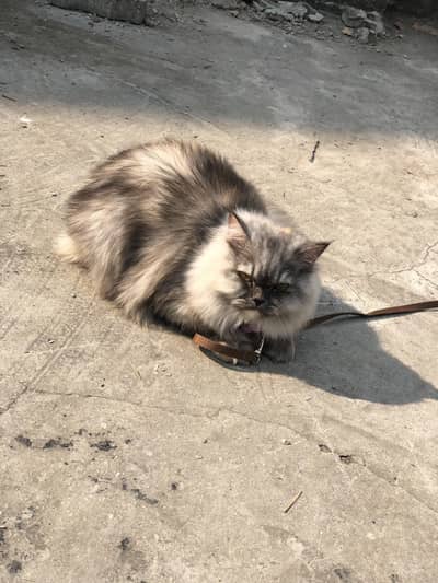 Persian cat  for sale