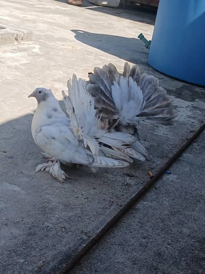 American almond chick's  for sale