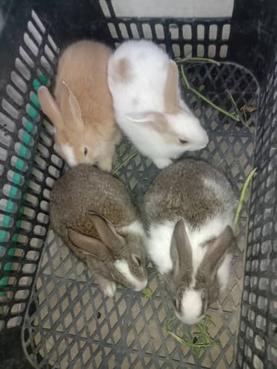 rabbit baby for sale 03224186572