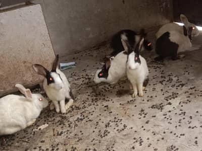 2 white and 5 black and white