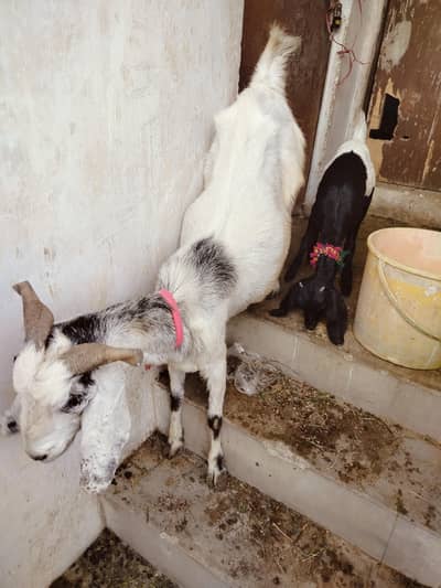 : Beautiful Kamori Cross Bakri with Active Path/Kid