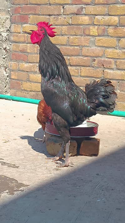 HIQH QAULITY BREEDER AUSTRALOPE MALE FOR SALE