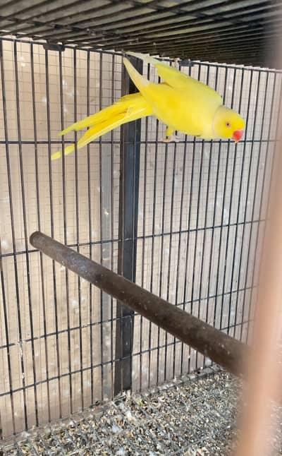 Parrot for sale