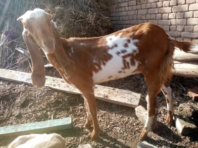 2 dant makhi cheeni path for sale