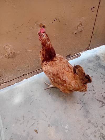golden misri 2 hens