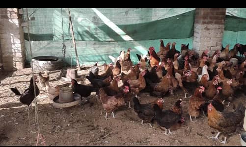 golden mesri egg Leng