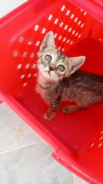 kitten for sale persian