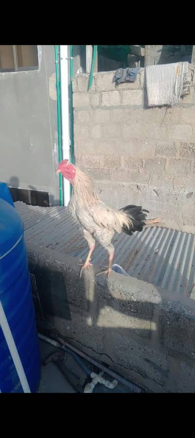 aseel murga forsale mazboot Joron m pharak ki video available h