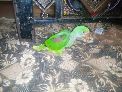 bikul OK hay fit hay