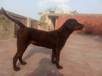 Healthy and Active Labrador Puppy/Dog Available