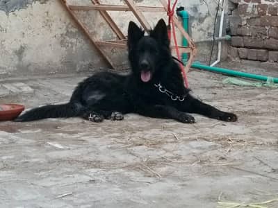 Black Shepherd pair for sale