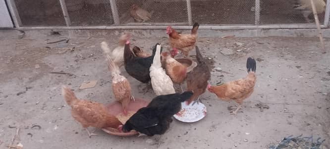 total 16 hens 1 piece 1200 and 1 crock is 2500