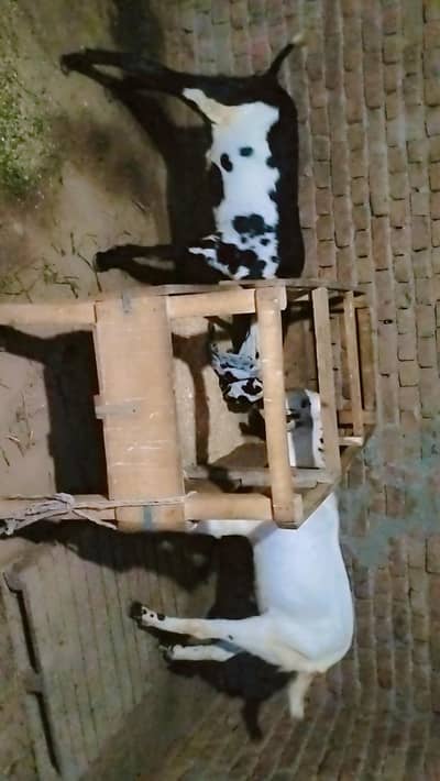 piuer dasi 2 khasi bakray