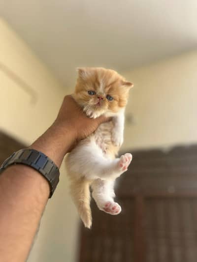 Persian piki face  kittens available for sale