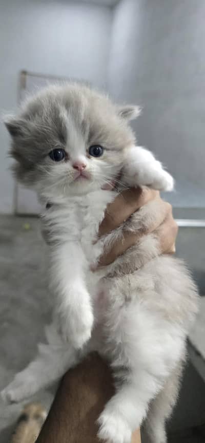punch face kitten