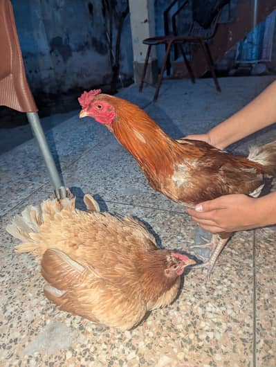 Murga or murgii full desi Jori Hy bchy nikalny vly