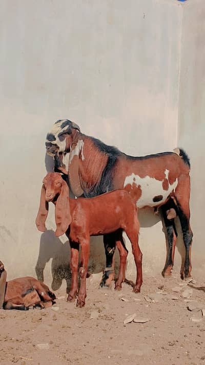 betal female for sale