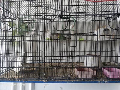 love birds white 3 pairs are on sales