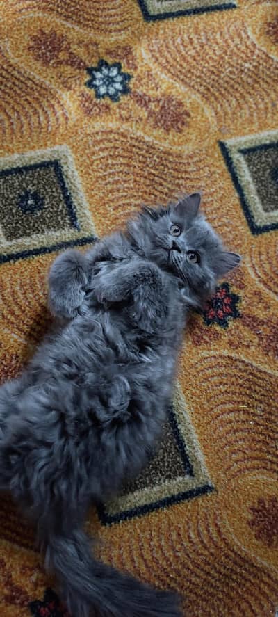 Persian kitten