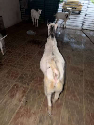 Barbari breeder Bakra