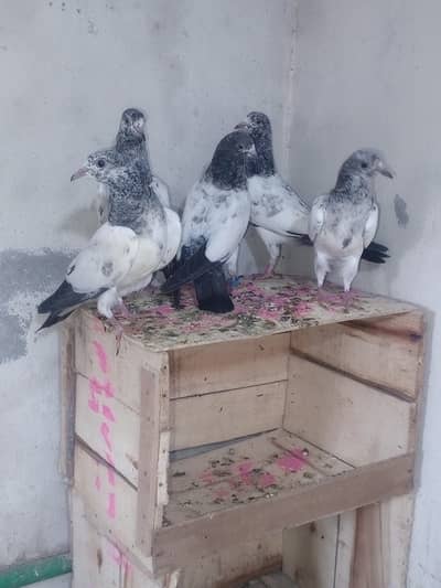 chudry teddy k bachy