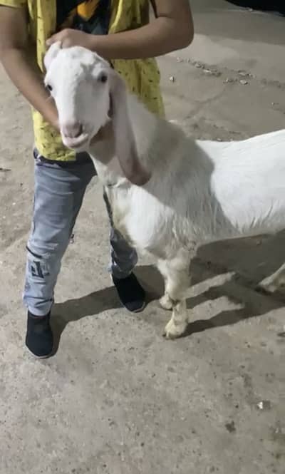 Ek number gulabi breader raranpuri