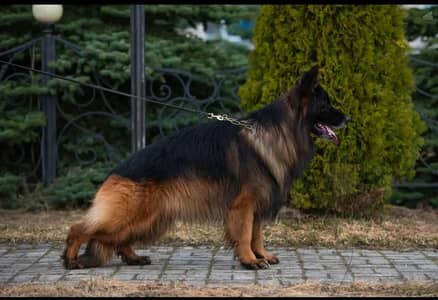 German shehpherd male available for stud only
