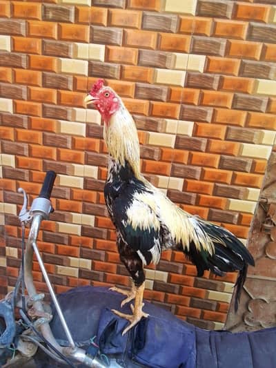 high quality jawa patha 03711036880