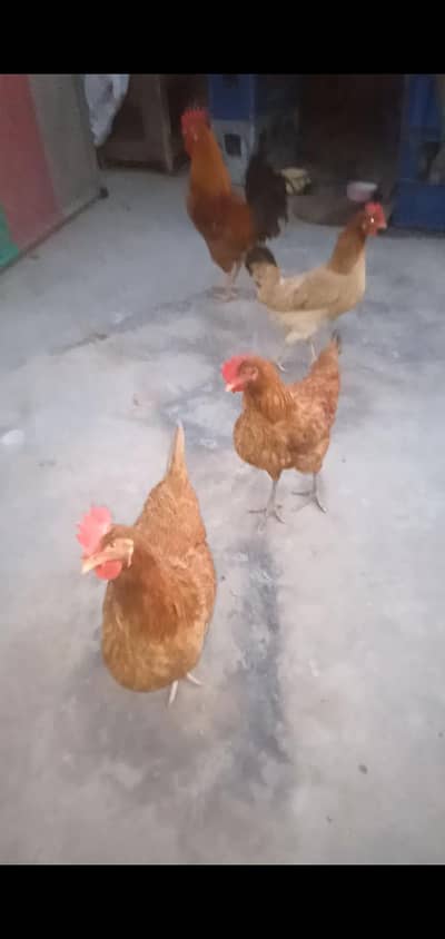 3 murgia Ando wali aik murga with cage